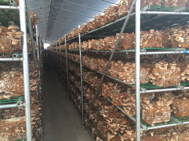 Invernadero para hongos y setas