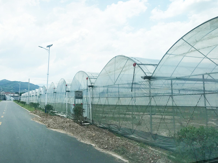 Invernadero multicancha de película
