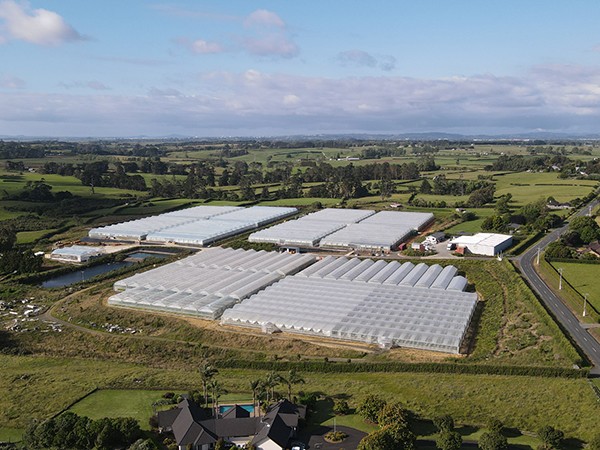 Invernadero de película multicancha de 6 hectáreas en Nueva Zelanda