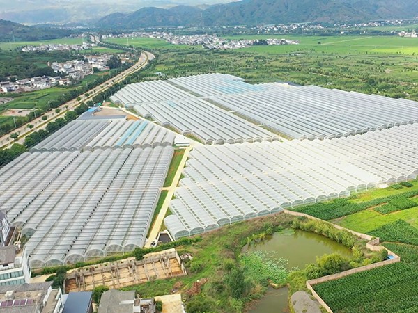 Invernadero multicancha de película de 260 mu (17,33 hectáreas) en el Distrito Eryuan, Dali, Yunnan