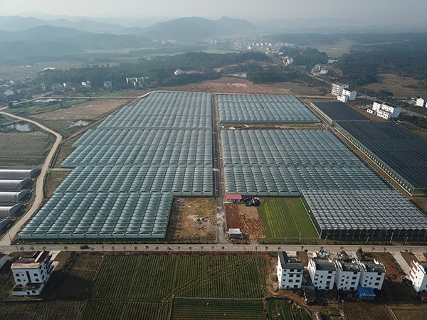 Proyecto de Invernadero Multicancha de Película de 260.000 Metros Cuadrados en Fuzhou, Provincia de Jiangxi