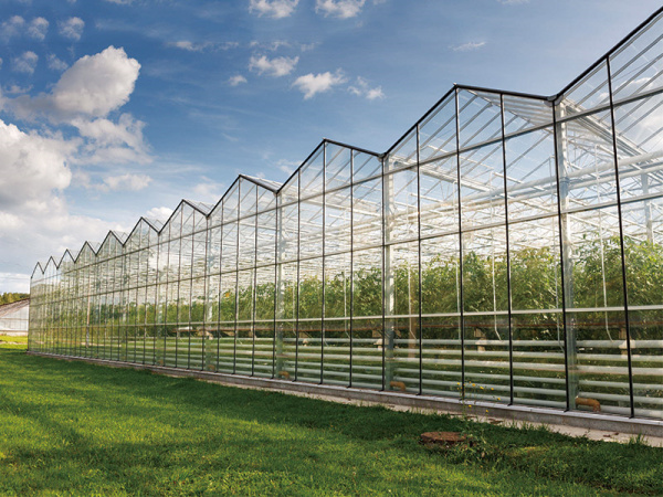 ¿Cómo mejorar la tasa de captación de luz en el invernadero?