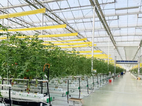 ¿Cómo regular la humedad en el interior del invernadero inteligente durante la producción?