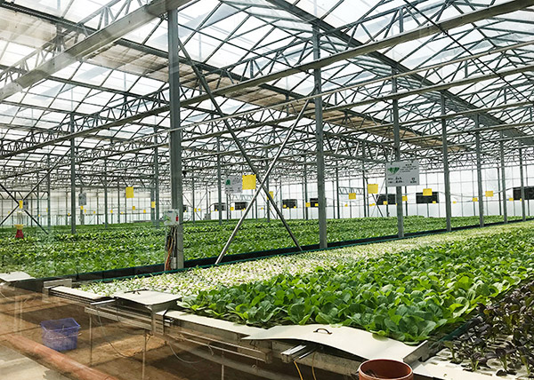 Presentación del Invernadero Inteligente Multicancha Baiding