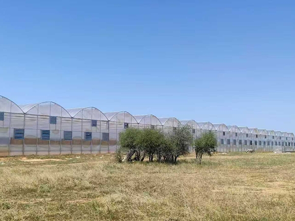 Invernadero multicancha de placa de policarbonato de 24.000 metros cuadrados en Senegal