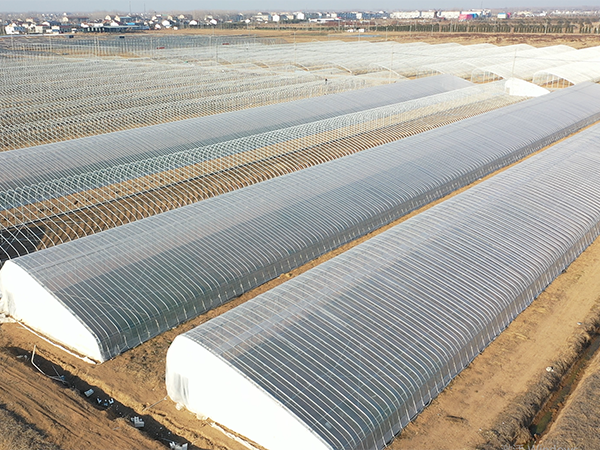 Invernadero solar prefabricado de 1.000 mu en Yancheng, Jiangsu (2)