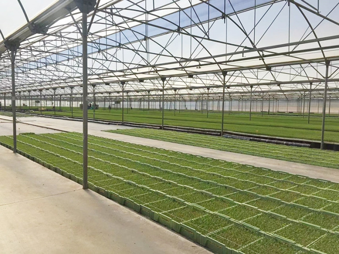 Invernadero multicancha de película