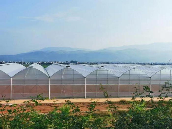Invernadero multicancha de película