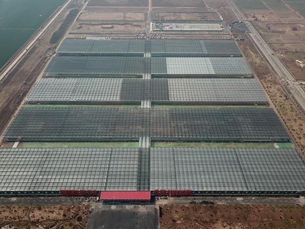 Invernadero de vidrio de 7 hectáreas en Feixiang Distrito, Handan Ciudad, Hebei Provincia